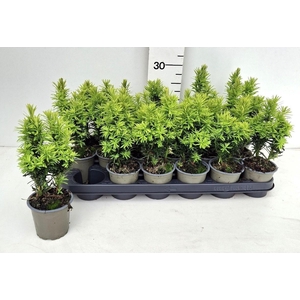 TAXUS BA DAVID