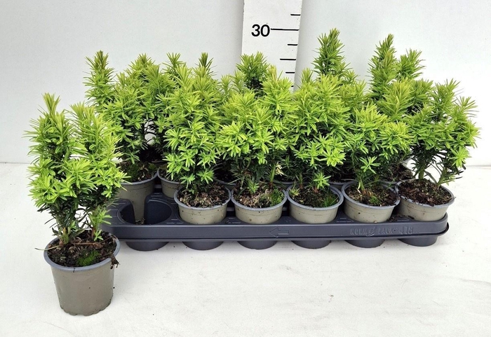 <h4>TAXUS BA DAVID</h4>