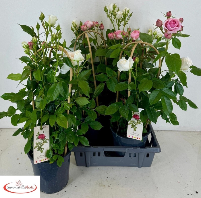 <h4>ROSA FL SELECT GEM</h4>