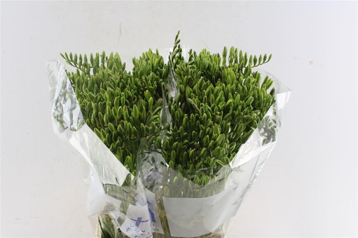 <h4>Fr En Blue Moon</h4>