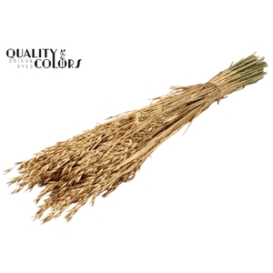 Avena per bunch Antique Gold