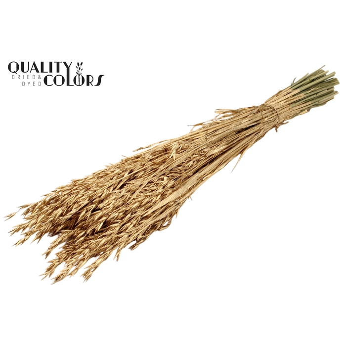 <h4>Avena per bunch Antique Gold</h4>