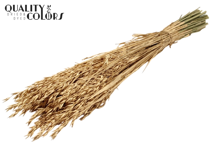 <h4>Avena per bunch Antique Gold</h4>