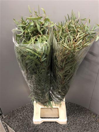 <h4>Euca Nicholii 300gr</h4>