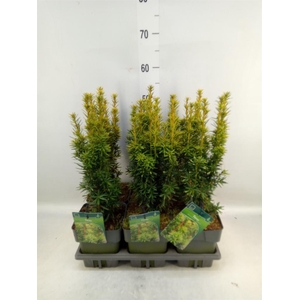 Taxus baccata 'David'