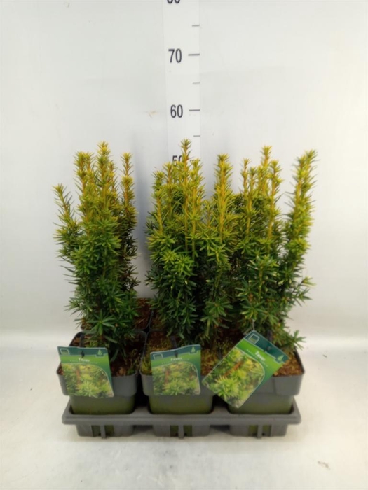 <h4>Taxus baccata 'David'</h4>