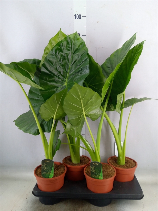 <h4>Alocasia macrorrhiza</h4>