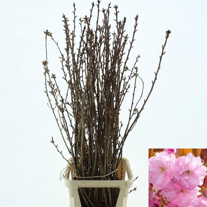 <h4>Prunus Serrulata Kanzan</h4>