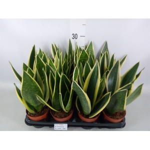 Sansevieria trifa.   ...