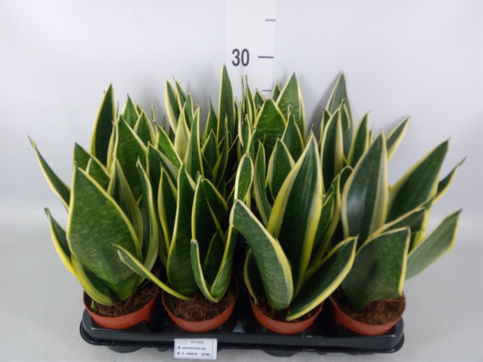 <h4>Sansevieria trifa.   ...</h4>