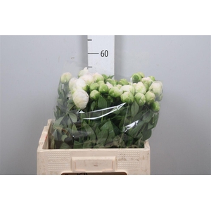 Paeo Puffed Cotton