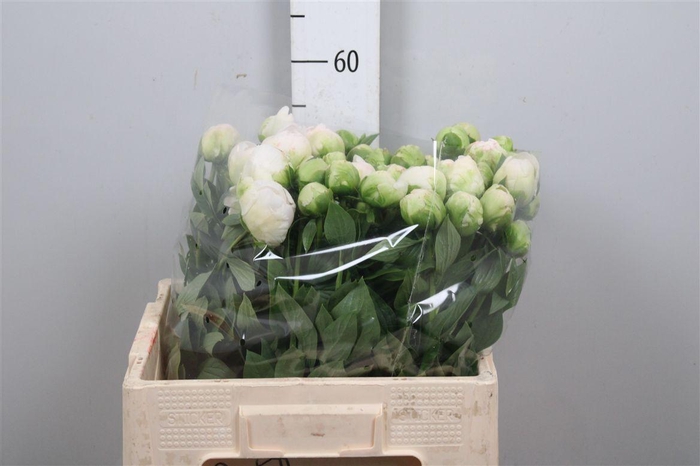<h4>Paeo Puffed Cotton</h4>