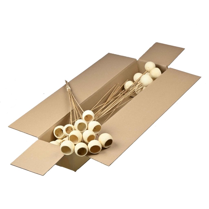 <h4>Bell Cup O/s 10pc Sb Bleached White</h4>