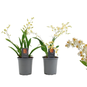 Inca Oncidium Twinkle 2-3 spike 9 cm