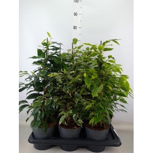 Ficus benja.   ...mix