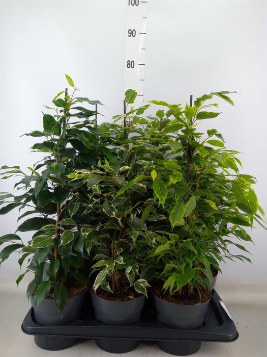 <h4>Ficus benja.   ...mix</h4>