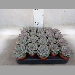 Echeveria   ...