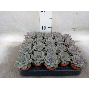 Echeveria   ...