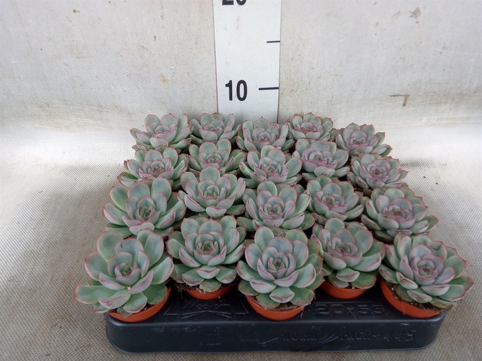 <h4>Echeveria   ...</h4>
