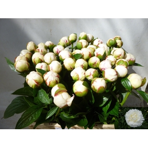 PAEO L MARY NICHOLLS