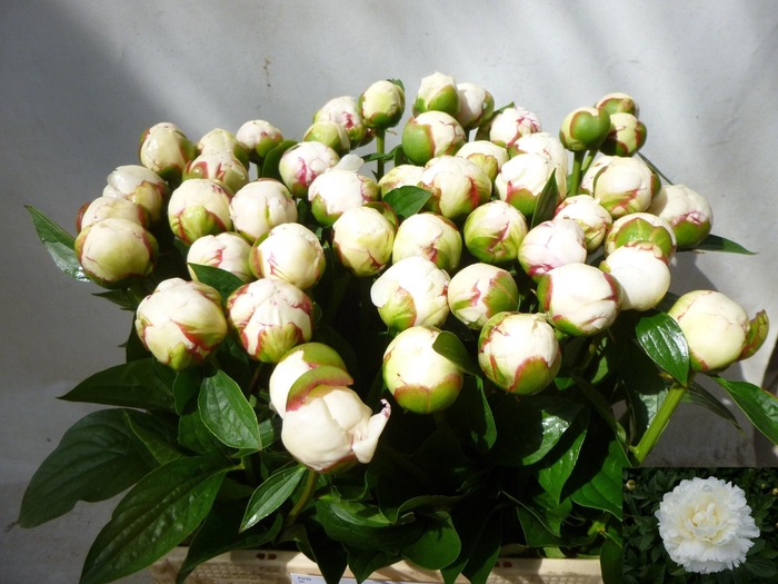 <h4>PAEO L MARY NICHOLLS</h4>