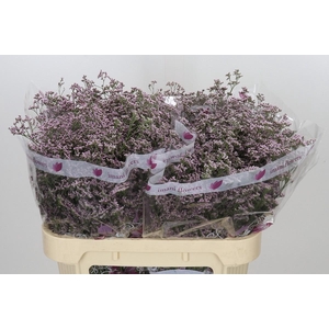 Limonium ov Safora Oshi Pink
