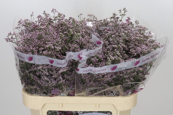<h4>Limonium ov Safora Oshi Pink</h4>