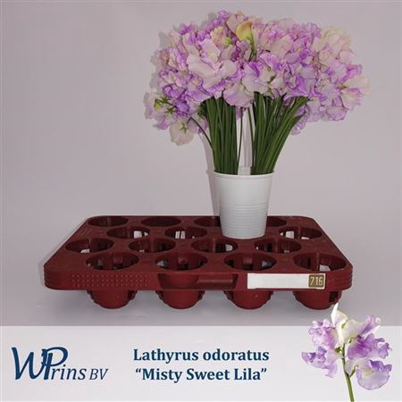 <h4>Lathyrus Mist Sw Lila</h4>