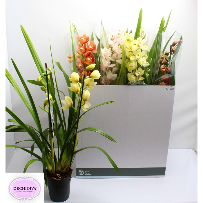 <h4>CYMB GEMENGD</h4>