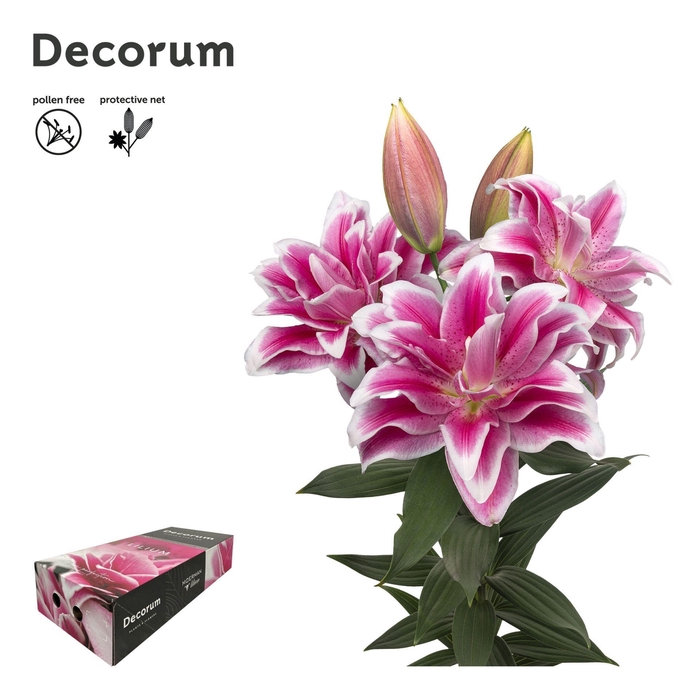 <h4>LI ROSELILY OLYMPIA 4+ XL Decorum Box</h4>