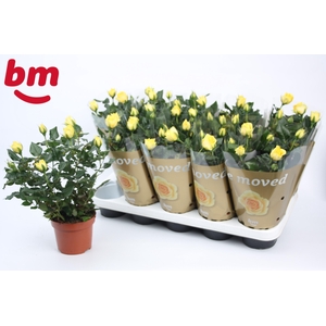 Rosa Yellow Beau Monde (12 cm)