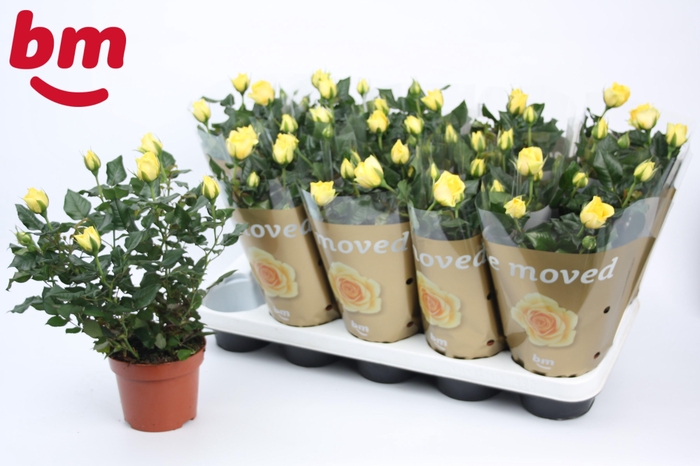 <h4>Rosa Yellow Beau Monde (12 cm)</h4>