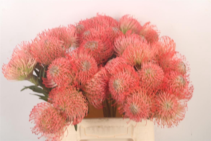 <h4>Leuco Co Ayoba Pink</h4>