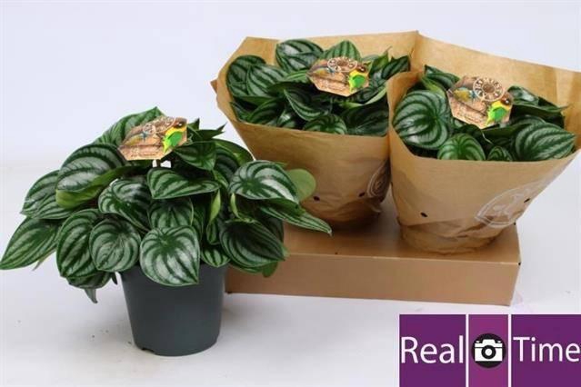 <h4>Pep Argyreia</h4>