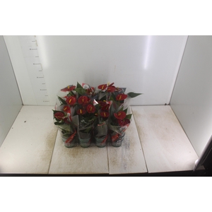 ANTHURIUM RED SUCCESS P09