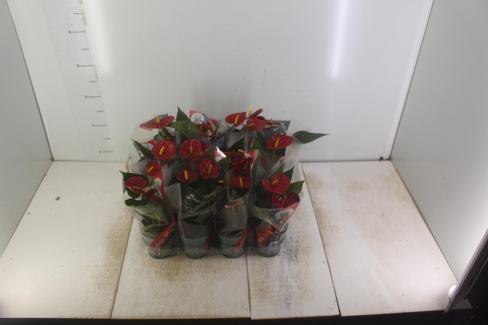 <h4>ANTHURIUM RED SUCCESS P09</h4>