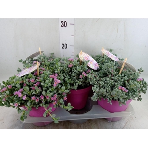 Lampranthus roseus