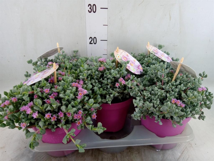 <h4>Lampranthus roseus</h4>