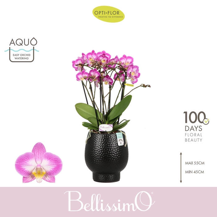 <h4>Bellissimo Caro in Abruzzo Black Aquo</h4>