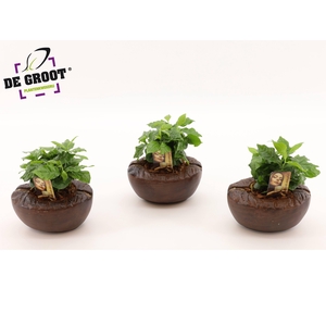Coffea Arabica in koffieboon cementpot