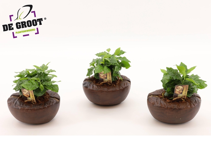 <h4>Coffea Arabica in koffieboon cementpot</h4>