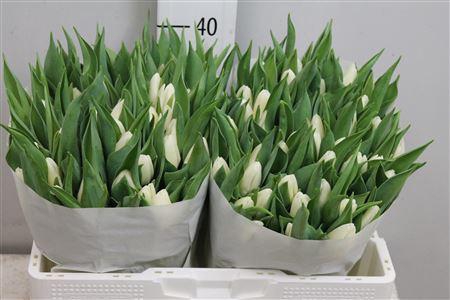 <h4>Tu En White Prince</h4>