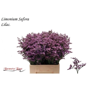 LIM SAF LILAC