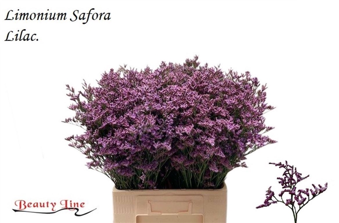 <h4>LIM SAF LILAC</h4>