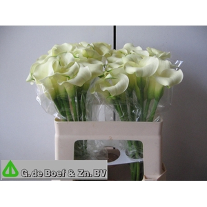 ZANT WHITE FLIRT