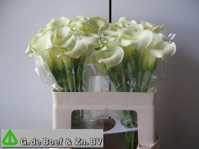 <h4>ZANT WHITE FLIRT</h4>