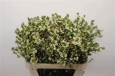 <h4>Chame Crystal Pearl White 80cm</h4>