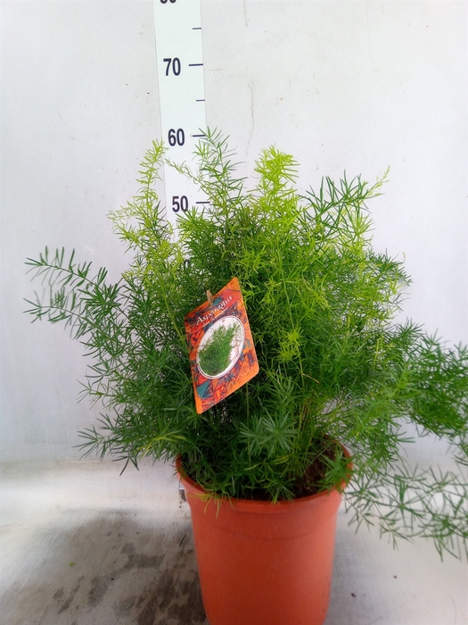 <h4>Asparagus dens. 'Sprengeri'</h4>