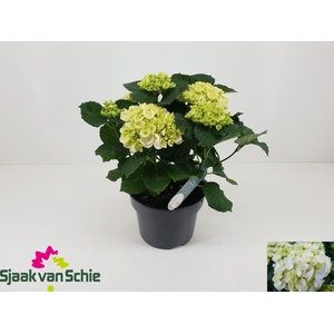 HYDR M CRYSTAL PALAC