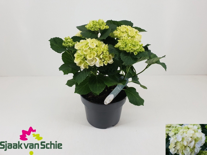 <h4>HYDR M CRYSTAL PALAC</h4>